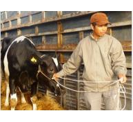 Hợp Tác Mới Về Chăn Nuôi Bò Sữa Ở Đức Trọng (Lâm Đồng)