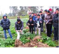 Đánh Giá Kết Quả Mô Hình Trồng Khoai Tây Bằng Biện Pháp Làm Đất Tối Thiểu Che Phủ Rơm Rạ Ở Bắc Ninh