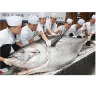 Giá Cá Ngừ Đại Dương Tăng Lên Trên 100 Ngàn Đồng/kg