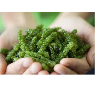 Tiềm Năng Trồng Rong Nho Biển (Sea Grapes) Ở Việt Nam