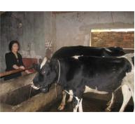 Gỡ Đầu Ra Cho Sữa Tươi Tại Huyện Gia Lâm (Hà Nội)