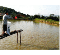 Lào Cai Năm 2014, Sản Lượng Thủy Sản Đạt 5.700 Tấn