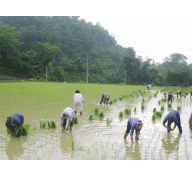 Tập Trung Cấy Xong Trong Tháng 2