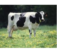 Phương pháp nuôi bò cái cạn sữa
