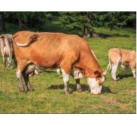 Ba biện pháp kỹ thuật nâng cao khả năng sinh sản ở bò cái