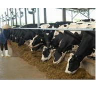 Bệnh nấm da lông ở bò sữa - Nguyên nhân và cách phòng trị