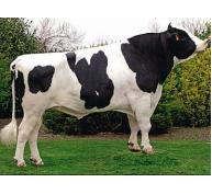 Điều trị bệnh chướng hơi dạ cỏ ở bò