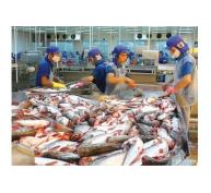 Doanh nghiệp cá tra lo gián đoạn xuất khẩu vì thiếu nguyên liệu đạt GAP