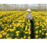 Làng hoa thứ 4 được công nhân làng nghề truyền thống ở Đà Lạt