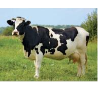 Mulato - Giống cỏ số 1 cho chăn nuôi bò sữa