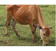 Nâng cao hiệu quả bò sinh sản