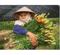 Nông nghiệp Việt Nam 2016 - Doanh nhân hóa nông dân