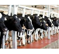 Bệnh viêm tử cung trên bò sữa và biện pháp điều trị