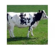 Phòng và trị bệnh phù gối ở bò sữa