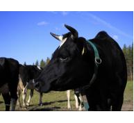 Phòng và trị bệnh viêm màng phổi ở bò