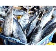 Sản xuất cá ngừ theo chuỗi giá trị khó khăn về vốn và đa dạng hoá thị trường