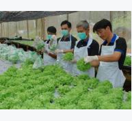 Nông nghiệp công nghệ cao hút vốn Nhật Bản