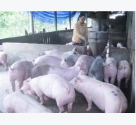 Giá lợn hơi giảm, người chăn nuôi gặp khó khăn
