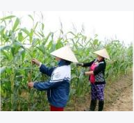 Giống ngô ngọt Thái Lan trồng ở Quỳnh Lưu thu hoạch cao