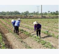 Trồng khoai tây trên đất 2 lúa, thu nhập 83 triệu đồng/ha