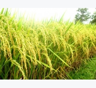 Đặc điểm sinh thái của cây lúa - Phần 6