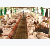 Đồng Nai: Trang trại chăn nuôi giảm mạnh