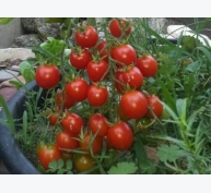 Kỹ thuật trồng cà chua bi cho quả sai trĩu trịt
