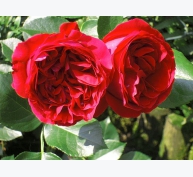 Kỹ thuật trồng cây hoa hồng leo Red Eden đẹp mê mẩn