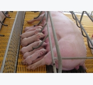 Quy trình chăm sóc lợn nái giúp tăng năng suất sinh sản