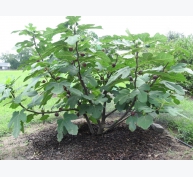 Kỹ thuật trồng cây sung Mỹ cho quả sai trĩu cành, thơm ngon khó cưỡng
