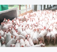 Thống kê số lượng lợn và gia cầm Việt Nam đến 1.4.2017