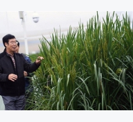 Vua lúa Trung Quốc nói về cây lúa khổng lồ đạt năng suất 15 tấn/ha