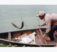 Bình Định: Đổi đời nhờ nuôi cá chình