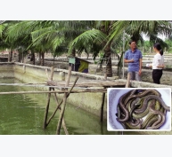 Bà Rịa - Vũng Tàu: Triển vọng nuôi cá chình xuất khẩu ở Suối Giàu
