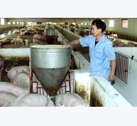 Giá lợn hơi vẫn thấp nhưng quy mô nuôi trang trại tăng
