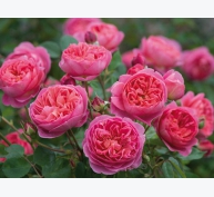 Kỹ thuật trồng cây hoa hồng ngoại trong vườn nhà đẹp miễn chê