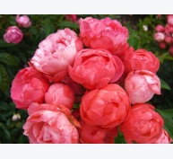 Kỹ thuật trồng cây hoa Hồng baby cho vườn nhà rực rỡ đón hè