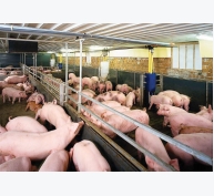 Tăng năng suất chăn nuôi lợn bằng công nghệ thụ tinh nhân tạo