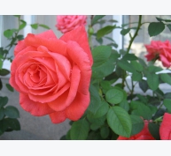 Kỹ thuật trồng hoa hồng bằng cành hoa nở rực rỡ, hương thơm quyến rũ