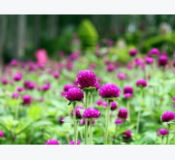 Kỹ thuật trồng hoa cúc Bách Nhật cho vườn nhà luôn rực rỡ sắc hương