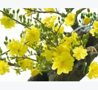 Kỹ thuật tạo nụ dày đặc cho hoa mai vàng và cách chăm sóc để nở bung đúng Tết