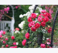 Kỹ thuật trồng cây hoa Hồng leo đẹp ngỡ ngàng theo từng kiểu ban công