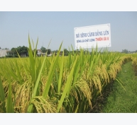 Một số lưu ý gieo trồng giống lúa Thiên ưu 8 vụ xuân 2018