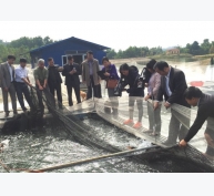 Bắc Giang: Tiềm năng mô hình nuôi cá chép giòn trong lồng
