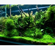 Kỹ thuật trồng cây Dương xỉ thủy sinh cho bể cá sống động và ngập tràn thiên nhiên