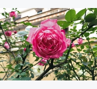 Kỹ thuật trồng hoa hồng cổ Sapa tạo cảnh quan tuyệt đẹp