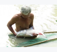 Một trong những người đầu tiên nuôi cá hô thương phẩm thành công ở Vĩnh long