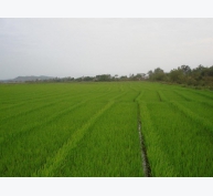 Sản xuất lúa gạo theo VietGAP