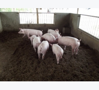Sử dụng men vi sinh nuôi lợn thịt