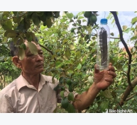 Treo “hộp nhựa” phòng sâu bệnh cho táo, nông dân thu nhập cao